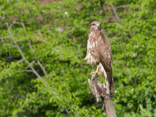 <h3>Buteo&nbsp;buteo / Common&nbsp;buzzard / Buizerd</h3>OM-1 Mark II met OLYMPUS M.150-400mm F4.5 TC, 1/2000 sec  bij F5.6, ISO 1000, afstand 63.0&nbsp;m